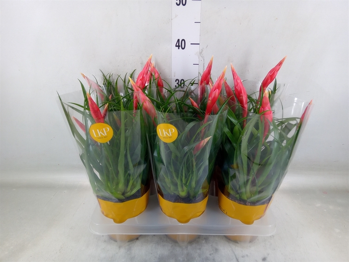 <h4>Vriesea  'Astrid'</h4>