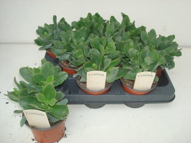 <h4>CRASS ARBOR CURLY</h4>