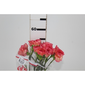 CRAVO ORANGE VIANA 050 CM