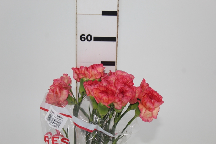 <h4>CRAVO ORANGE VIANA 050 CM</h4>