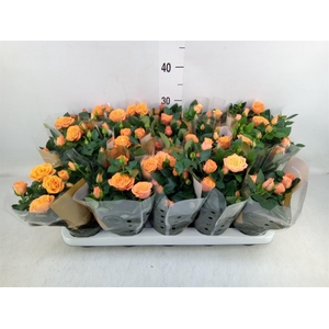 Rosa  'Bengali Kordana Grande'