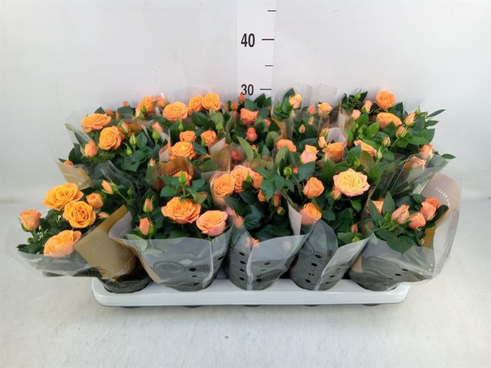 <h4>Rosa 'Bengali Kordana Grande'</h4>