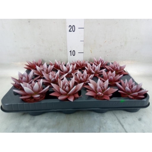 Echeveria  'Miranda'