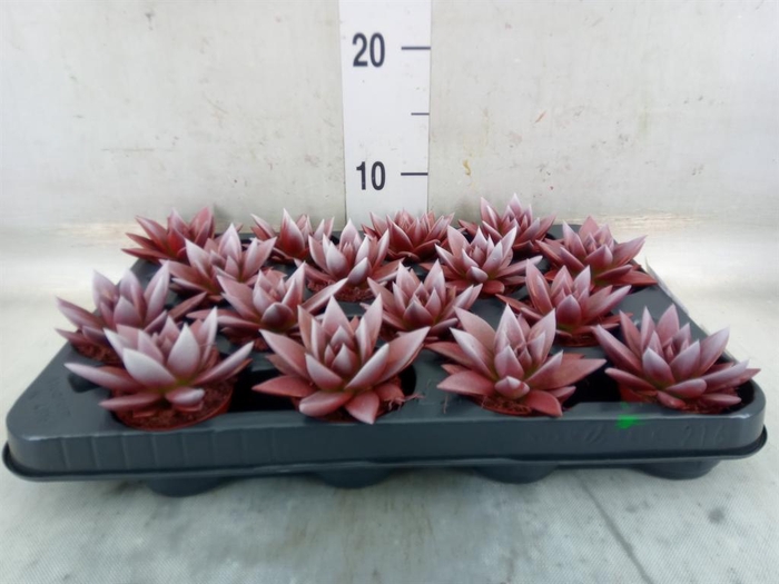 <h4>Echeveria  'Miranda'</h4>