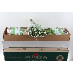 Di Solomio Ard x20 Box