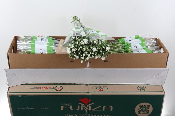 <h4>Di Solomio Ard x20 Box</h4>