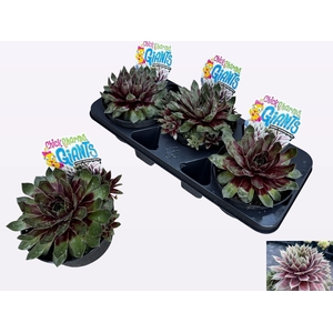 SEMP CCG GLACIE BLUE