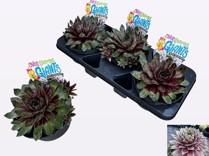 <h4>SEMP CCG GLACIE BLUE</h4>