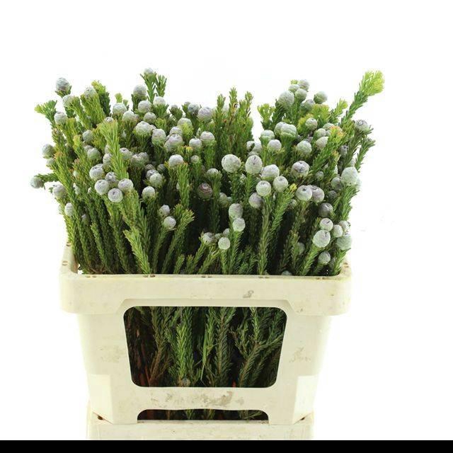 <h4>LEUCAD LINIFOLIUM</h4>