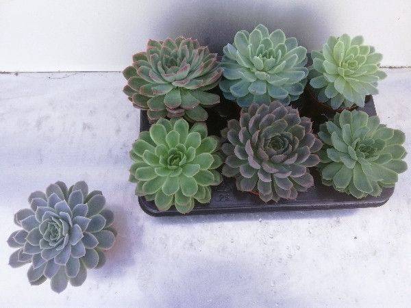 <h4>ECHEVERIA MIX P11</h4>
