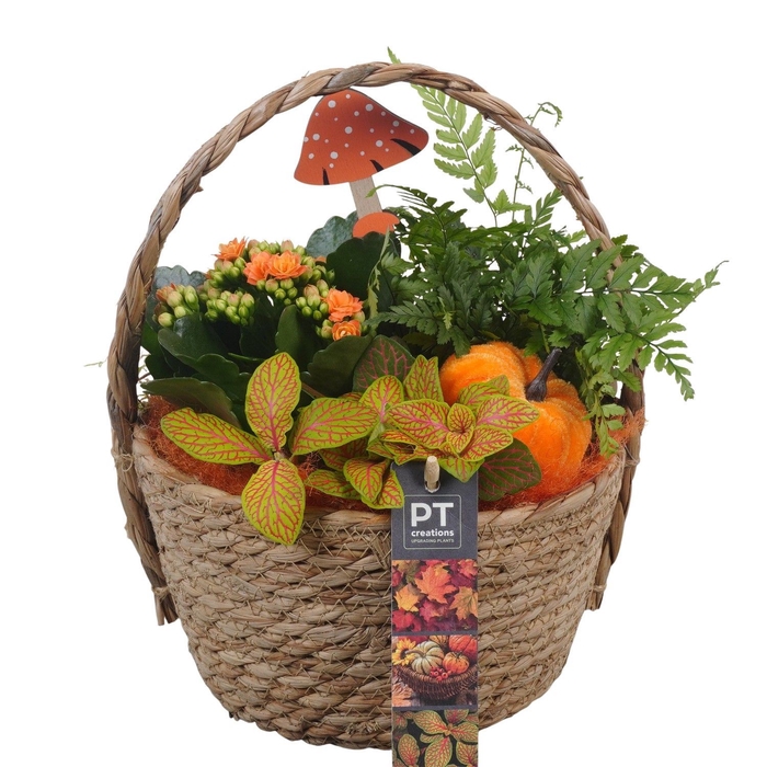 <h4>Arr.   Planten L%</h4>