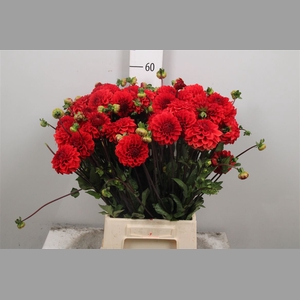 Dahl Red Cap