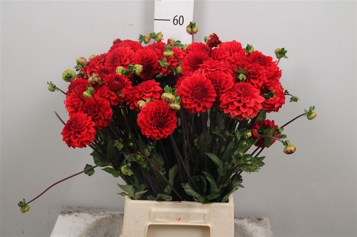 <h4>Dahl Red Cap</h4>