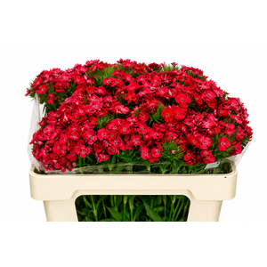 Dianthus Br Aldo Coral