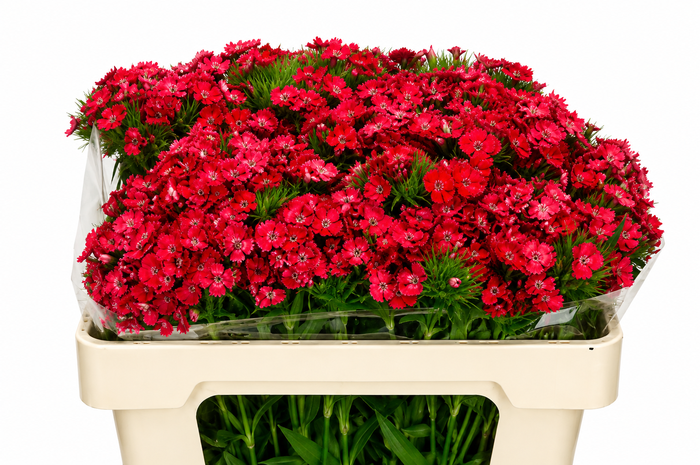 <h4>Dianthus Br Aldo Coral</h4>