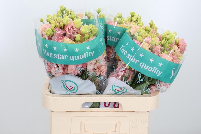 <h4>Eus G Alissa Peach</h4>