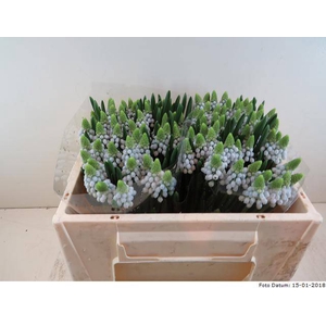 MUSCARI MANON