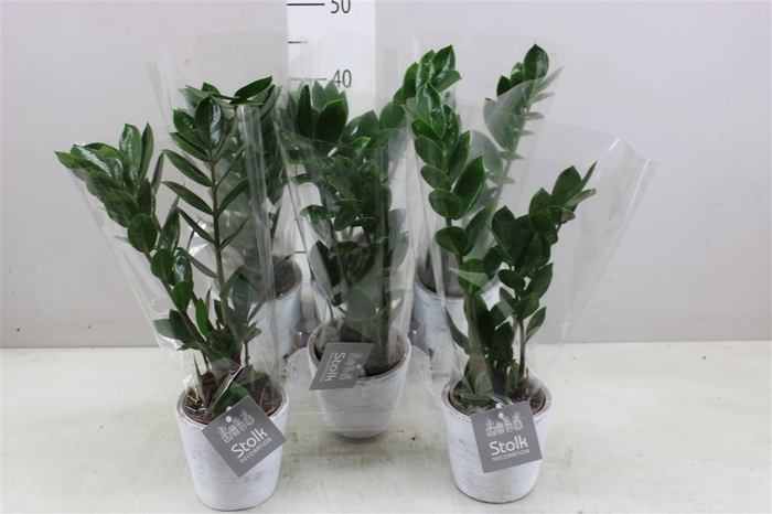 <h4>Zamioculcas In White Wash Keramiek</h4>