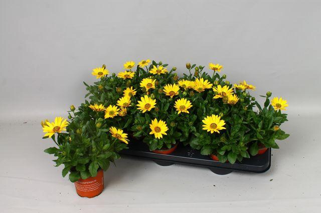 <h4>OSTEO SENORI SOLANA</h4>