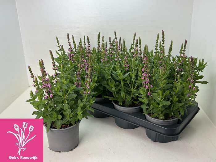 <h4>SALVIA NE SE DP ROSE</h4>