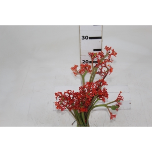 JATROPHA FLOR