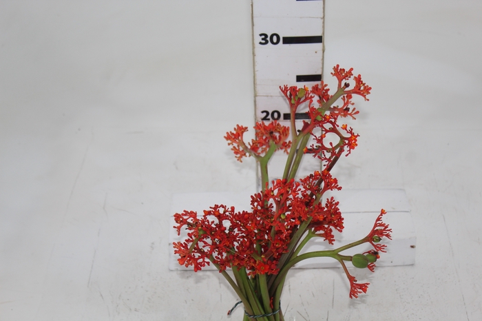 <h4>JATROPHA FLOR</h4>