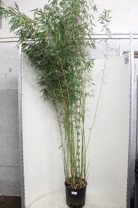 <h4>Fargesia robusta 'Campbell' P32</h4>