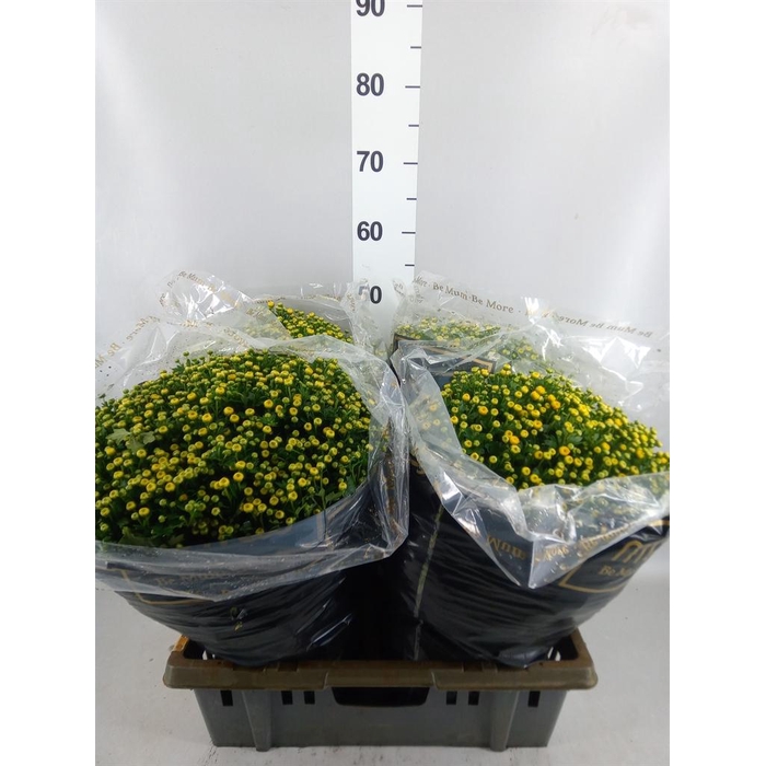 <h4>Chrysanthemum   ..</h4>