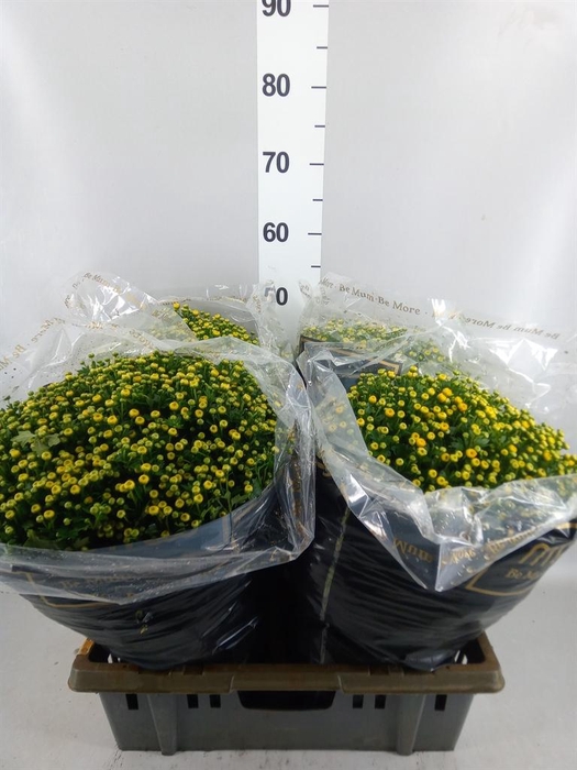 <h4>Chrysanthemum   ..</h4>