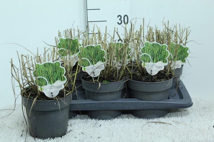 <h4>Panicum Virgatum Totem Pole Prairie Sky'</h4>