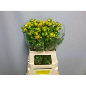 Trollius Juliana