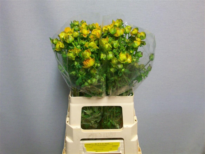 <h4>Trollius Juliana</h4>