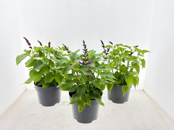 <h4>SALVIA SALGOON GEM</h4>