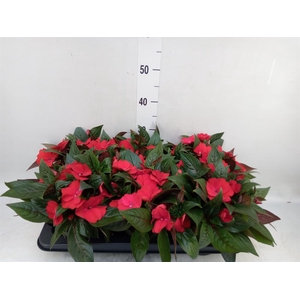 Impatiens NG 'Tamarinda Dark Red'