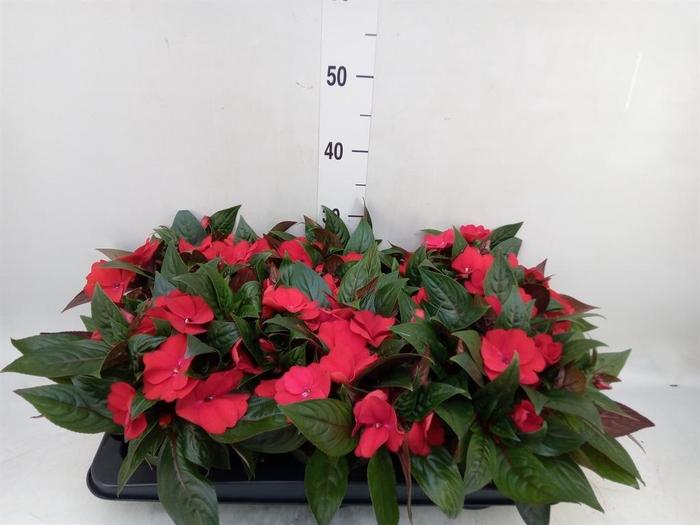 <h4>Impatiens NG 'Tamarinda Dark Red'</h4>