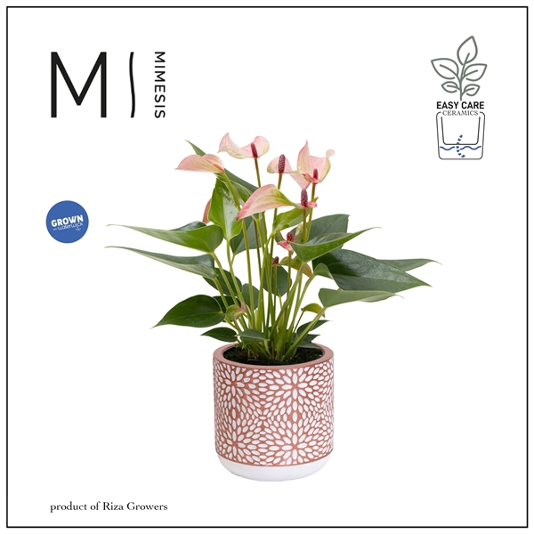 <h4>Mimesis Anthurium KARMA Hotlips - Florence</h4>