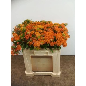 ASCL TUBEROSA