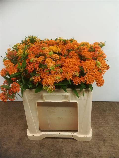 <h4>ASCL TUBEROSA</h4>
