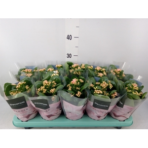 Kalanchoe blos. 'Serenity Salmon'