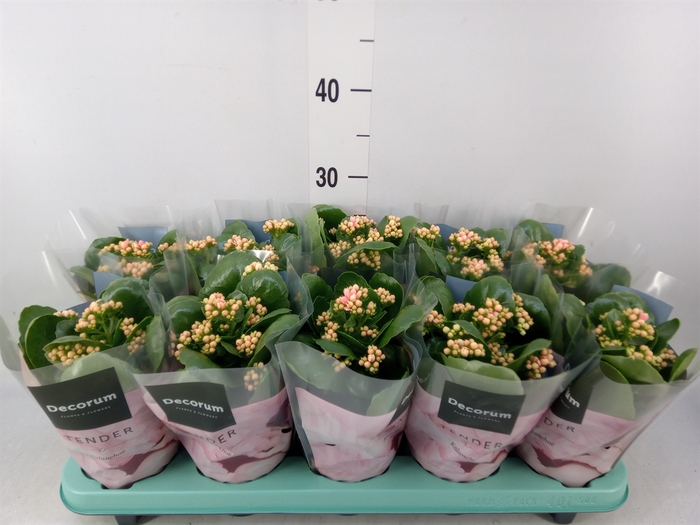 <h4>Kalanchoe blos. 'Serenity Salmon'</h4>