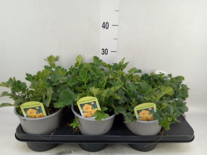 <h4>Geum chiloense</h4>