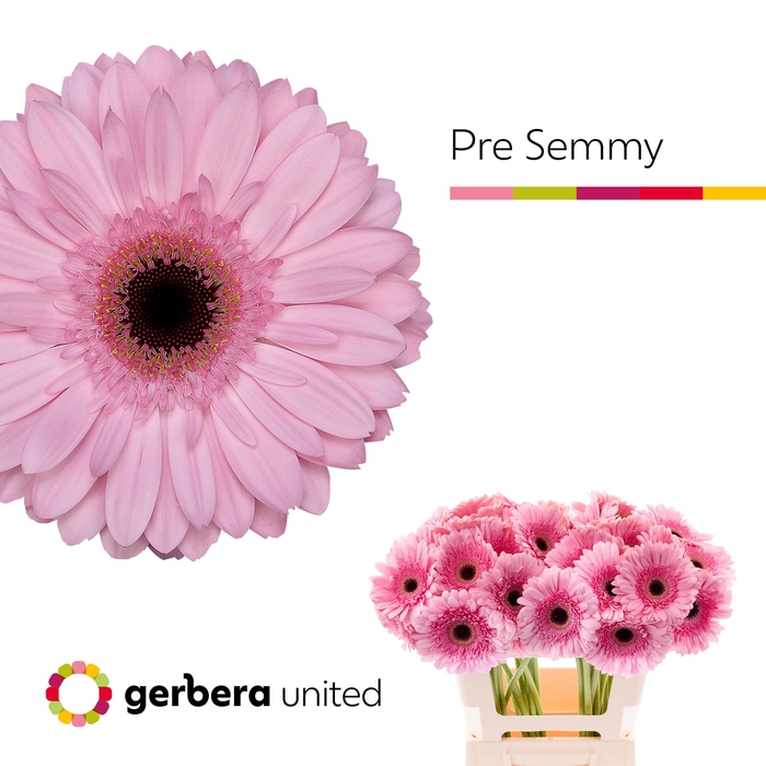 <h4>Gerbera Pre-Semmy Water x40</h4>