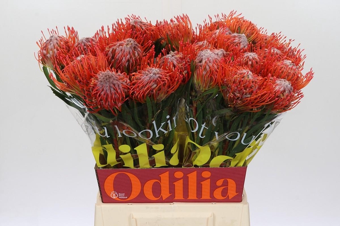 <h4>Nutans Tango</h4>