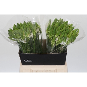Ornithogalum thyrs. 'Mount Fuji'