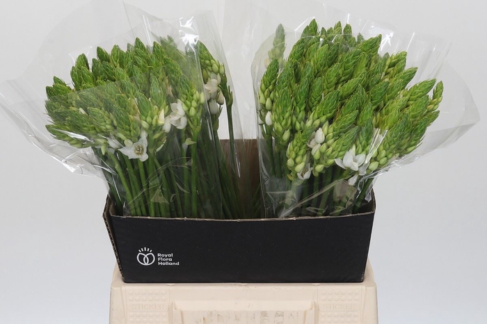 <h4>Ornithogalum thyrs. 'Mount Fuji'</h4>