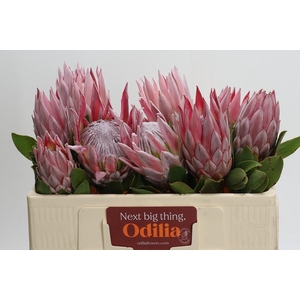 PROTEA CYNAROIDES