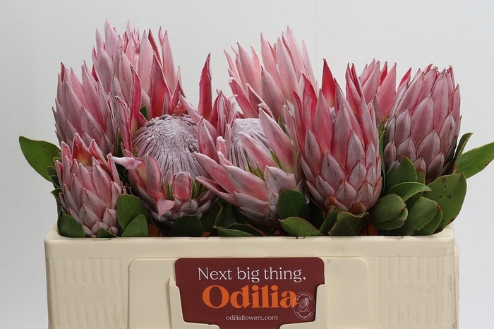 <h4>PROTEA CYNAROIDES</h4>