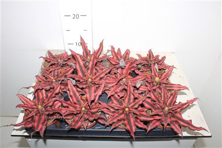 <h4>Cryptan Biv Red Star</h4>