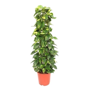 Epipremnum pinnatum 'Aureum'