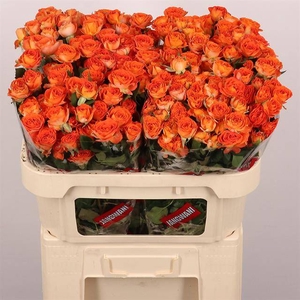 Rosa spray airya